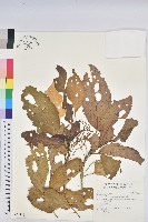 假鐵莧藏品圖，第1張