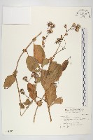 蘭嶼木耳菜藏品圖，第1張