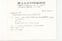 蘭嶼木耳菜藏品圖，第2張