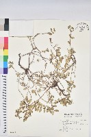 濱大戟藏品圖，第1張