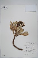 白水木藏品圖，第1張