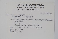 蘭嶼秋海棠藏品圖，第2張