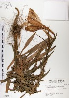 粗莖麝香百合、糙莖麝香百合、鐵炮百合藏品圖，第1張