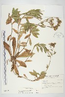 細葉假黃鵪菜藏品圖，第1張