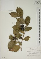 山黃梔藏品圖，第1張