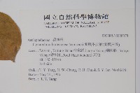 蘭嶼牛皮消、蘭嶼白薇藏品圖，第2張