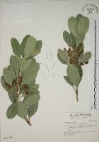 蘭嶼念珠藤藏品圖，第1張