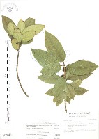 對葉榕藏品圖，第1張