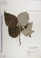 落尾麻藏品圖，第1張