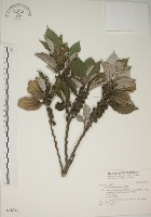 四脈麻藏品圖，第1張