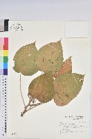 紅頭鐵莧、蘭嶼鐵莧藏品圖，第1張