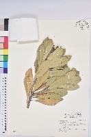 蘭嶼土沉香藏品圖，第1張