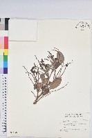 細葉饅頭果藏品圖，第1張