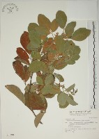 白木蘇花藏品圖，第1張