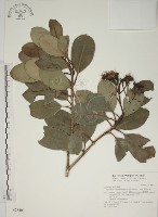 密脈赤楠藏品圖，第1張