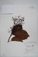 厚殼樹藏品圖，第1張