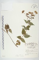 田代氏澤蘭藏品圖，第1張