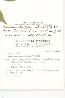 田代氏澤蘭藏品圖，第2張