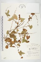 海牽牛藏品圖，第1張