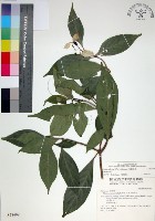 玉葉金花藏品圖，第1張