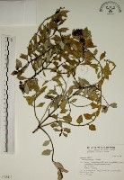 拎壁龍藏品圖，第1張