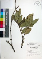 革葉羊角扭、細脈榖木藏品圖，第1張