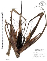 山露兜、山林投、林投舅藏品圖，第1張