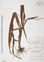 臺灣白及藏品圖，第1張