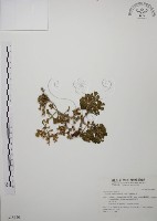 台灣佛甲草、石板菜藏品圖，第1張