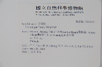 全緣葉冬青藏品圖，第2張