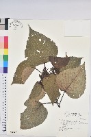 紅肉橙蘭、華血桐藏品圖，第1張