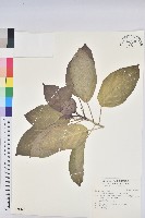 假鐵莧藏品圖，第1張