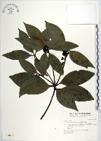 蘭嶼新木薑子藏品圖，第1張