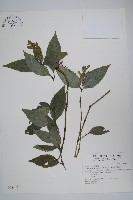 直立半插花藏品圖，第1張