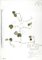 苞花蔓藏品圖，第1張