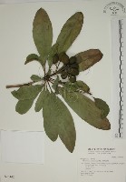 蘭嶼海桐藏品圖，第1張