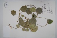 蘭嶼牛皮消、蘭嶼白薇藏品圖，第1張