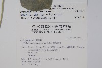 蘭嶼牛皮消、蘭嶼白薇藏品圖，第2張