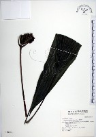 船子草、船仔草藏品圖，第1張