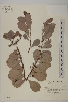 蘭嶼裸實藏品圖，第1張