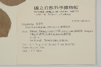 蘭嶼裸實藏品圖，第2張