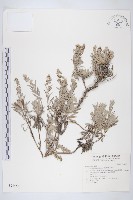 蘄艾、芙蓉菊藏品圖，第1張