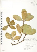 鵝鑾鼻蔓榕藏品圖，第1張