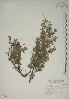 水芫花藏品圖，第1張