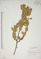 南嶺蕘花藏品圖，第1張