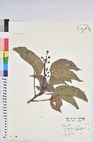 茄苳、重陽木藏品圖，第1張