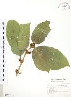 對葉榕藏品圖，第1張