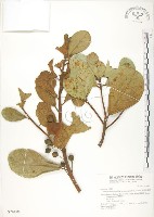 鵝鑾鼻蔓榕藏品圖，第1張