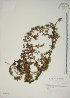 越橘葉蔓榕藏品圖，第1張