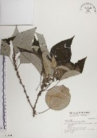 落尾麻藏品圖，第1張